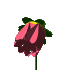 BLUE FLOWER