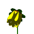 YELLOW FLOWER